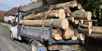 Transporta 4,36 metri cubi de fag fără acte – Lemnul a fost confiscat de polițiști în Chelința
