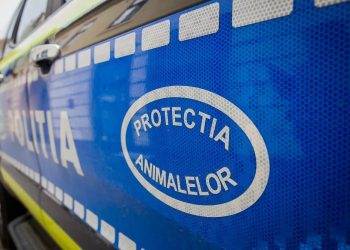 Anchetă pentru uciderea și rănirea unor animale – O bovină moartă și un cal rănit, găsiți pe teren forestier