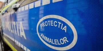Anchetă pentru uciderea și rănirea unor animale – O bovină moartă și un cal rănit, găsiți pe teren forestier