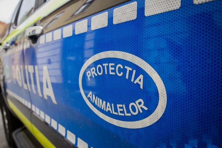 Anchetă pentru uciderea și rănirea unor animale – O bovină moartă și un cal rănit, găsiți pe teren forestier
