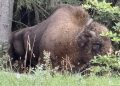 Un zimbru de 800 de kilograme a fost găsit decapitat pe un câmp din Bistrița-Năsăud