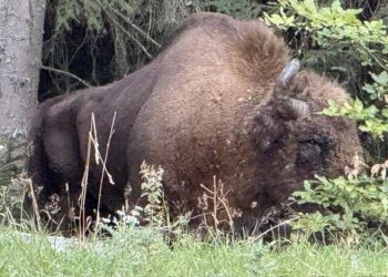 Un zimbru de 800 de kilograme a fost găsit decapitat pe un câmp din Bistrița-Năsăud