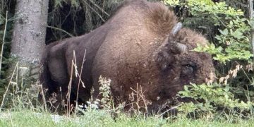 Un zimbru de 800 de kilograme a fost găsit decapitat pe un câmp din Bistrița-Năsăud