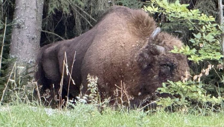 Un zimbru de 800 de kilograme a fost găsit decapitat pe un câmp din Bistrița-Năsăud