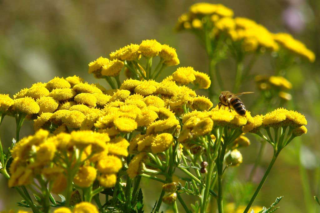Ventrice (buruiana de ceas rau, ferecea, iarba raiului, marunca neagra, vitrita, tanacetum vulgare)