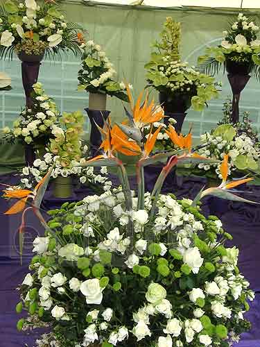 EXPO FLORA 2012 - Imparatia florilor in Piata Pacii din Baia Mare