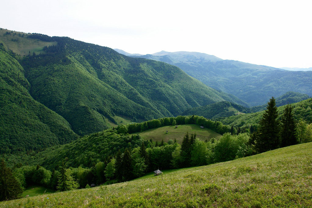 MUNTII MARAMURESULUI - Aeriana in tonuri de verde