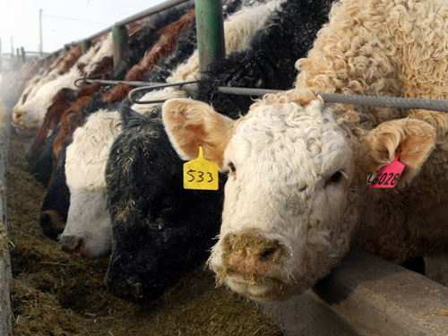 Foto bovine 