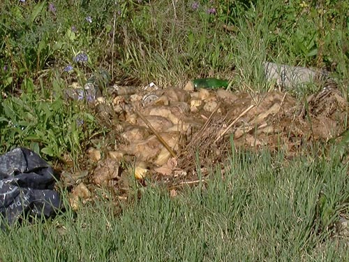 Putrefactie POLUARE – Malurile raului Lapus, transformate in adevarate rampe de ...